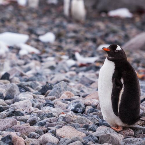 Imagine Antarctica